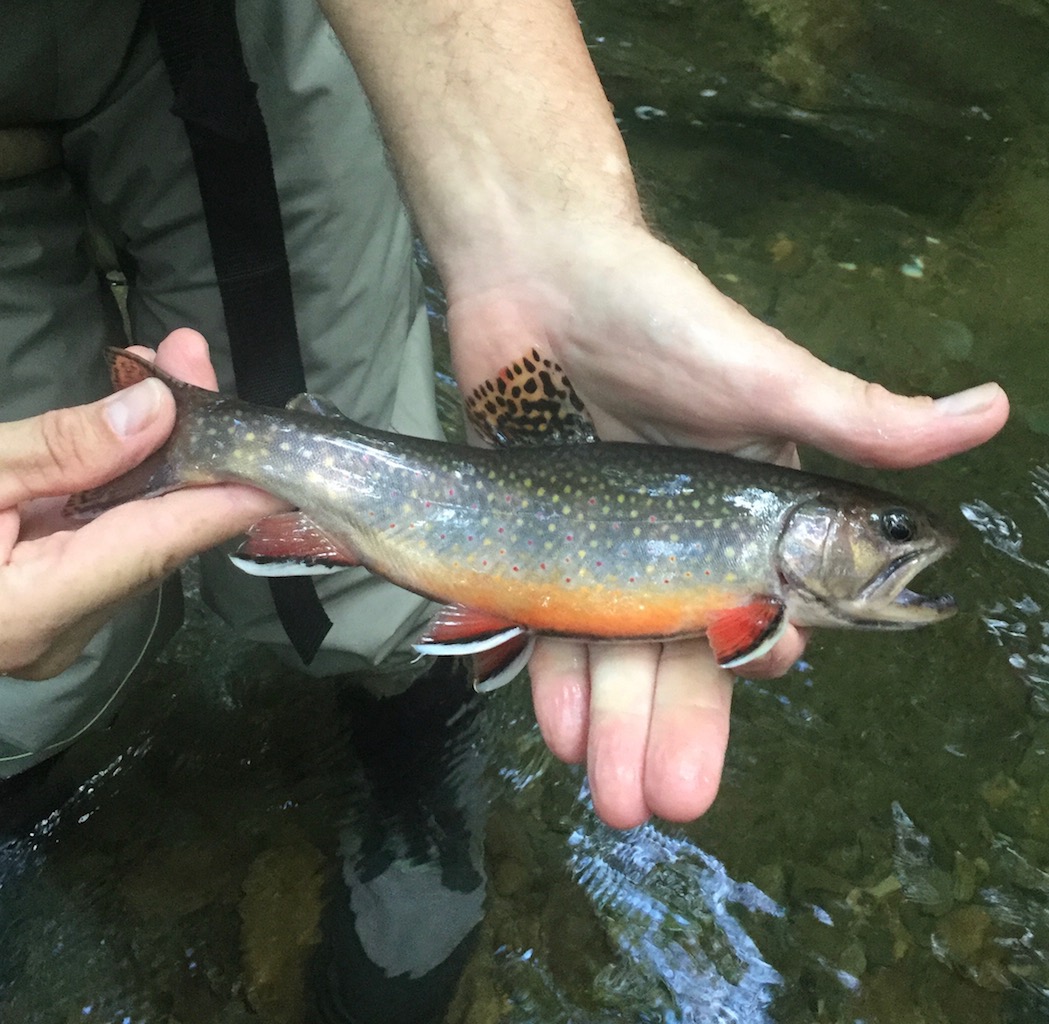 Backcountry Trips Fightmaster Fly Fishing Fightmaster Fly Fishing