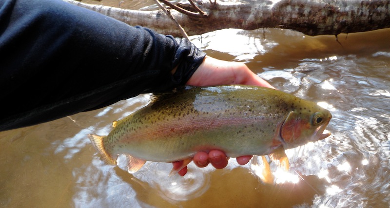 Abrams Creek Rainbow