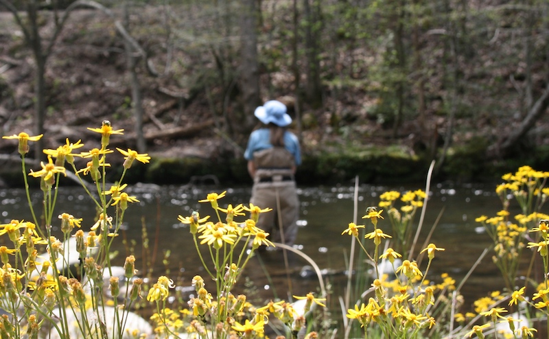 Spring on Little River, TN