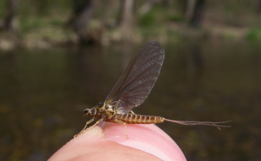 River Dancer Dragonfly Nymph Fly, Game Changer Trout Fly