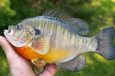 FLY FISHING for HUGE Bluegill!!! CATCH, CLEAN and COOK! ( This