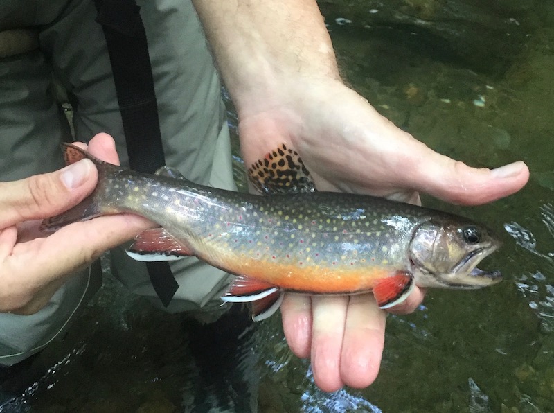 Smoky Mountain Brook Trout