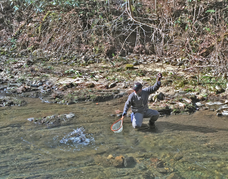 Landing a Trout