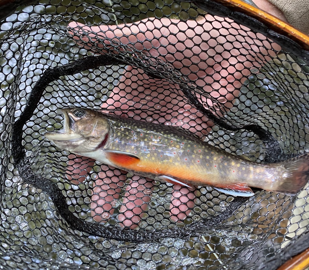 clinch river Archives - Fightmaster Fly Fishing