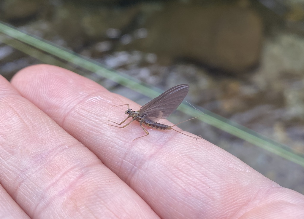 Fishing Reports - Dragonfly Anglers