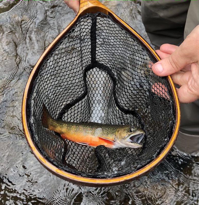 Smoky Mountain Brook Trout