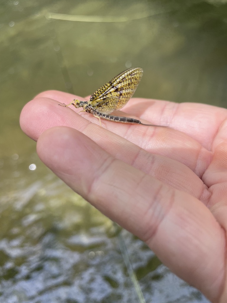 Flies: Zebra Midge - Fightmaster Fly Fishing Fightmaster Fly Fishing