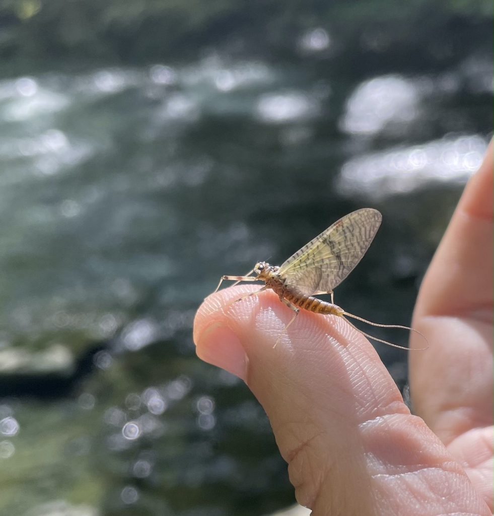 How Stuff Works: Waders - Fightmaster Fly Fishing