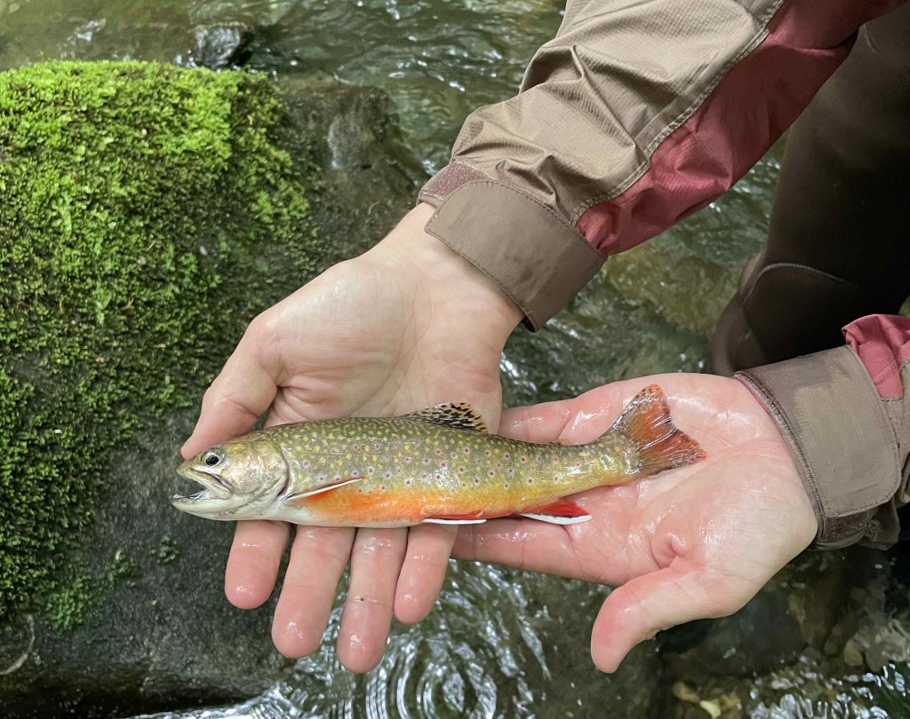 Smokies Fishing Report 6/13/21 - Fightmaster Fly Fishing