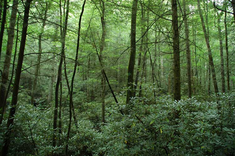 https://fightmasterflyfishing.com/wp-content/uploads/2021/09/hemlocks_rhododendron.jpg